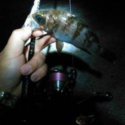 春の嵐が終わりかけの巻